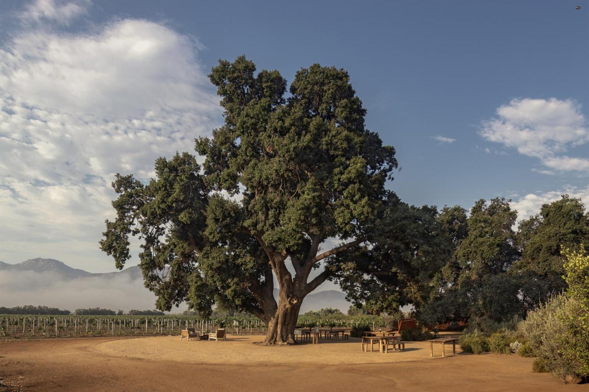 Bruma Wine Resort Valle de Guadalupe Exterior photo